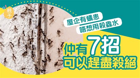 螞蟻漂白水